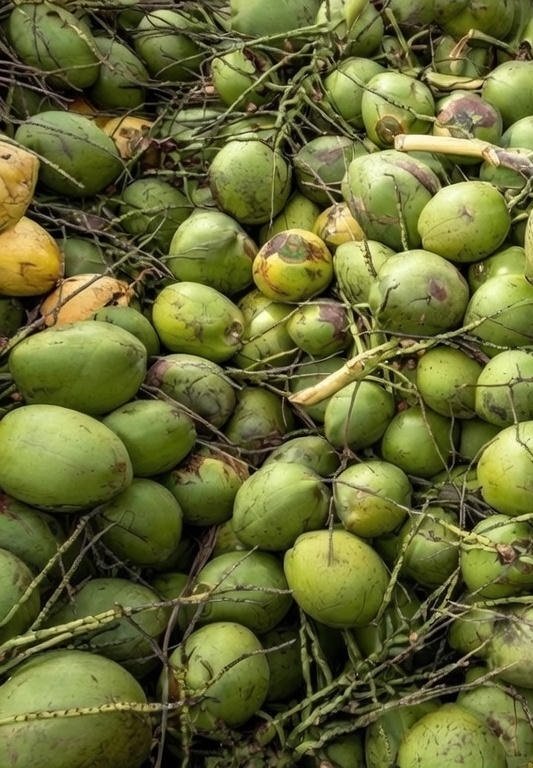 Cocos verdes frescos - COCO MACHETE